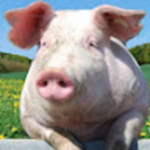 Meet your Posher, Ava